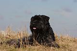 BOUVIER DES FLANDRES 265